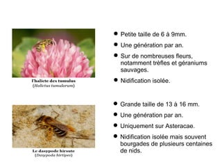  Petite taille de 6 à 9mm.
 Une génération par an.
 Sur de nombreuses fleurs,
notamment trèfles et géraniums
sauvages.
 Nidification isolée.
 Grande taille de 13 à 16 mm.
 Une génération par an.
 Uniquement sur Asteracae.
 Nidification isolée mais souvent
bourgades de plusieurs centaines
de nids.
 