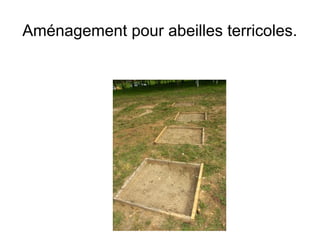 Aménagement pour abeilles terricoles.
 