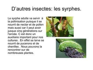 D’autres insectes: les syrphes.
Le syrphe adulte va servir à
la pollinisation puisque il se
nourrit de nectar et de pollen
mais aussi car il peut avoir
jusque cinq générations sur
l'année. C est donc un
auxiliaire important pour nos
cultures . En effet sa larve se
nourrit de pucerons et de
chenilles . Nous pouvons la
rencontrer sur de
nombreuses plantes.
 