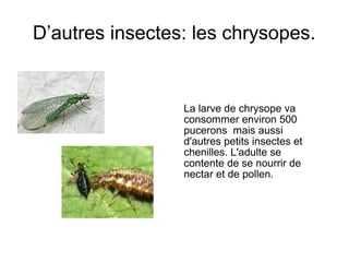 D’autres insectes: les chrysopes.
La larve de chrysope va
consommer environ 500
pucerons mais aussi
d'autres petits insectes et
chenilles. L'adulte se
contente de se nourrir de
nectar et de pollen.
 