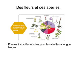 Des fleurs et des abeilles.

Plantes à corolles étroites pour les abeilles à longue
langue.
 