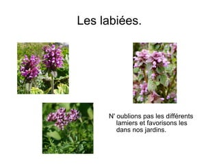Les labiées.
N' oublions pas les différents
lamiers et favorisons les
dans nos jardins.
 