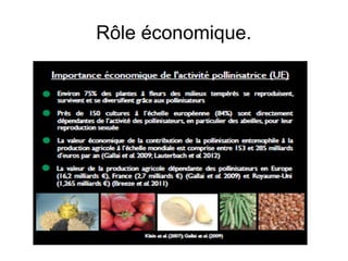 Rôle économique.
 