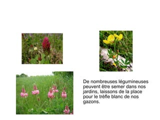 De nombreuses légumineuses
peuvent être semer dans nos
jardins, laissons de la place
pour le trèfle blanc de nos
gazons.
 