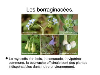 Les borraginacées.
Le myosotis des bois, la consoude, la vipérine
commune, la bourrache officinale sont des plantes
indispensables dans notre environnement.
 