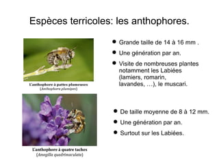 Espèces terricoles: les anthophores.
 Grande taille de 14 à 16 mm .
 Une génération par an.
 Visite de nombreuses plantes
notamment les Labiées
(lamiers, romarin,
lavandes, …), le muscari.
 De taille moyenne de 8 à 12 mm.
 Une génération par an.
 Surtout sur les Labiées.
 