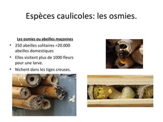 Espèces caulicoles: les osmies.
Les osmies ou abeilles maçonnes
• 250 abeilles solitaires =20.000
abeilles domestiques
• Elles visitent plus de 1000 fleurs
pour une larve.
• Nichent dans les tiges creuses.
 