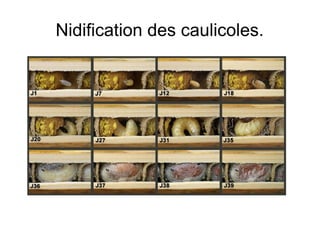 Nidification des caulicoles.
 