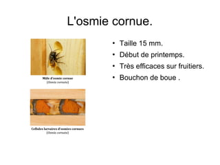 L'osmie cornue.
 Taille 15 mm.
 Début de printemps.
 Très efficaces sur fruitiers.
 Bouchon de boue .
 