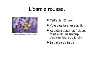 L'osmie rousse.
Taille de 12 mm.
Vole plus tard vers avril.
Apprécie aussi les fruitiers
mais aussi beaucoup
d'autres fleurs de jardin.
Bouchon de boue
 