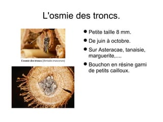 L'osmie des troncs.
Petite taille 8 mm.
De juin à octobre.
Sur Asteracae, tanaisie,
marguerite,....
Bouchon en résine garni
de petits cailloux.
 