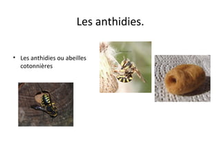 Les anthidies.
• Les anthidies ou abeilles
cotonnières
 