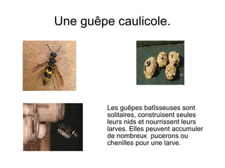 Une guêpe caulicole.
Les guêpes batîsseuses sont
solitaires, construisent seules
leurs nids et nourrissent leurs
larves. Elles peuvent accumuler
de nombreux pucerons ou
chenilles pour une larve.
 
