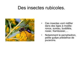 Des insectes rubicoles.
• Ces insectes vont nidifier
dans des tiges à moëlle:
ronce, sureau, buddléia,
rosier, framboisier,…
• Notamment le pemphedron,
petite guêpe prédatrice de
pucerons.
 