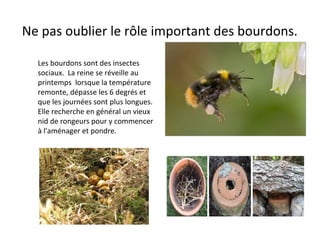 Ne pas oublier le rôle important des bourdons.
Les bourdons sont des insectes
sociaux. La reine se réveille au
printemps lorsque la température
remonte, dépasse les 6 degrés et
que les journées sont plus longues.
Elle recherche en général un vieux
nid de rongeurs pour y commencer
à l'aménager et pondre.
 