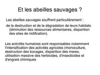 Les abeilles sauvages souffrent particulièrement :
de la destruction et de la dégradation de leurs habitats
(diminution des ressources alimentaires, disparition
des sites de nidification).
Et les abeilles sauvages ?
Les activités humaines sont responsables notamment
l'intensification des activités agricoles (monoculture,
destruction des bocages, disparition des mares,
utilisation massive des herbicides, d'insecticides et
d'engrais chimiques
 