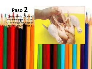 Paso 2Quebramos la columna doblando hacia atrás, de tal forma que nos quedan dos mitades, superior e inferior