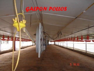 GALPON POLLOS   