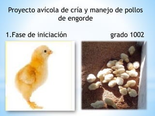 Proyecto avícola de cría y manejo de pollos
de engorde
1.Fase de iniciación grado 1002
 