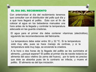 EL DIA DEL RECIBIMIENTO
Con anterioridad al día del recibimiento tenemos
que consultar con el distribuidor del pollo qué día y
a qué hora llegará el pollito. Esto con el fin de
colocar al agua en los bebederos manuales una
hora antes de la llegada y controlar la temperatura
adecuada en las guarda criadoras.
El agua para el primer día debe contener vitaminas (electrolitos),
siguiendo las recomendaciones del fabricante.
La temperatura debe estar entre 30 y 32 ºC. Si la temperatura
está muy alta, pues se hace manejo de cortinas, y si la
temperatura está muy baja, se enciende la criadora.
A la hora o dos horas de la llegada del pollito se les suministra el
alimento, ¿porqué esperar? El pollito al primer día de nacido todavía se
alimenta del saco vitelino (la yema del huevo), por lo tanto es preciso
que éste se absorba pues de lo contrario se infecta, y muere el
pollito. El alimento es del tipo iniciación.
 