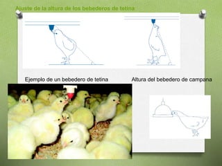 Ajuste de la altura de los bebederos de tetina
Ejemplo de un bebedero de tetina Altura del bebedero de campana
 