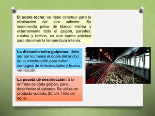 El sobre techo: se debe construir para la
eliminación del aire caliente. Se
recomienda pintar de blanco interna y
externamente todo el galpón, paredes,
culatas y techos, es una buena práctica
para disminuir la temperatura interna.
La distancia entre galpones: debe
ser por lo menos el doble del ancho
de la construcción para evitar
contagios de enfermedades y buena
ventilación.
La poceta de desinfección: a la
entrada de cada galpón, para
desinfectar el calzado. Se utiliza un
producto yodado, 20 cm. / litro de
agua.
 