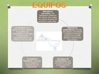 Bebederos
manuales: son
bebederos plásticos
de 4 litros, los cuales
se utilizan durante los
primeros cuatro días.
Bebederos
automáticos: los hay
de válvula y de pistola
y facilitan el manejo
puesto que el pollo
siempre contara con
agua fresca
Bandejas de
recibimiento: son
comederos de fácil
acceso para los
pollitos
Comederos
Tubulares: comeder
os en plástico o
aluminio de 10
kilogramos.
La Criadora: es la
fuente de calor artificial,
los pollitos son
susceptibles a las bajas
temperaturas,
especialmente en los
primeros días de vida,
 
