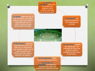 La guarda
criadora: evita que
los pollitos se
aparten de la
criadora durante
los primeros días.
La báscula: es
imprescindible en
una explotación
avícola
Las cortinas: pueden
ser plásticas o de
costales de fibra (se
pueden utilizar
costales donde viene
el alimento).
El termómetro: Para
controlar la temperatura.
El equipo de
espalda: (fumigadora,
motobomba) para las
respectivas desinfecciones.
El flameador: útil para
desinfección física, se
trata de un dispositivo
que trabaja a gas con el
cual se quema (por
decirlo así) los pisos y
paredes del galpón.
La cama: debe ser de 10
cm. de altura, se puede
utilizar viruta de madera,
cascarilla de arroz o
café, la cama nunca
podrá estar húmeda.
 