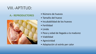 VIII.-APTITUD:
• Número de huevos
• Tamaño del huevo
• Incubabilidad de los huevos
• Fertilidad
• Lívido
• Peso y edad de llegada a la madurez
• Viabilidad
• Agresividad
• Adaptación al estrés per calor
A.- REPRODUCTORES
 