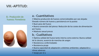 B.- Producción de
huevos: Ponedoras
a.- Cuantitativos
• Máxima producción de huevos comercializables por ave alojada:
Elevado número de huevos y persistencia en la puesta
• Buen peso del huevo
• Buena conversión del pienso: Reducción de los costes de alimentación
por huevo.
• Madurez sexual precoz
b.- Cualitativos
• Óptima calidad del huevo tanto interna como externa: Buena calidad
de la cáscara, ausencia de manchas de sangre
• Resistencia a enfermedades
• Resistencia picaje
• Buena capacidad de adaptación a distintos ambientes: adaptación a
climas adversos
• Sexaje por el a
VIII.-APTITUD:
 