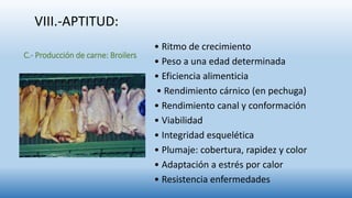 C.- Producción de carne: Broilers
• Ritmo de crecimiento
• Peso a una edad determinada
• Eficiencia alimenticia
• Rendimiento cárnico (en pechuga)
• Rendimiento canal y conformación
• Viabilidad
• Integridad esquelética
• Plumaje: cobertura, rapidez y color
• Adaptación a estrés por calor
• Resistencia enfermedades
VIII.-APTITUD:
 