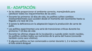 III.- ADAPTACIÓN:
• Se les debe proporcionar el ambiente correcto, manejándolo para
satisfacer todos los requerimientos de las aves.
• Durante los primeros 10 días de vida, los pollitos sufren cambios
medioambientales que suceden desde el momento del nacimiento hasta su
llegada a la nave de cría.
• Si existe la deficiencia en la adaptación bajara la producción de carne de
pollo.
• Los pollitos experimentan una serie de transiciones críticas durante los
primeros 7-10 días de vida
• Durante las últimas etapas de la incubación y cuando están recién nacidos,
los pollitos reciben todos sus nutrientes de la yema del huevo (conocida
también como saco vitelino).
• Si algunos pollitos no han comenzado a comer durante 1, 2 o incluso 3 días,
el lote estará desigual
 