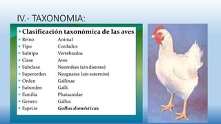 IV.- TAXONOMIA:
 