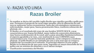 V.- RAZAS Y/O LINEA
 
