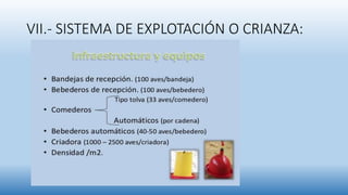 VII.- SISTEMA DE EXPLOTACIÓN O CRIANZA:
 