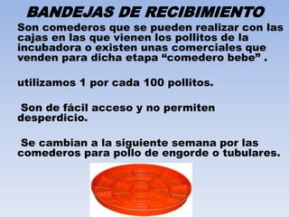BANDEJAS DE RECIBIMIENTO 
Son comederos que se pueden realizar con las 
cajas en las que vienen los pollitos de la 
incubadora o existen unas comerciales que 
venden para dicha etapa “comedero bebe” . 
utilizamos 1 por cada 100 pollitos. 
Son de fácil acceso y no permiten 
desperdicio. 
Se cambian a la siguiente semana por las 
comederos para pollo de engorde o tubulares. 
 