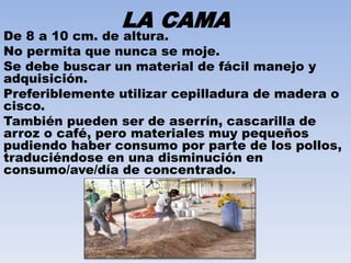 LA CAMA 
De 8 a 10 cm. de altura. 
No permita que nunca se moje. 
Se debe buscar un material de fácil manejo y 
adquisición. 
Preferiblemente utilizar cepilladura de madera o 
cisco. 
También pueden ser de aserrín, cascarilla de 
arroz o café, pero materiales muy pequeños 
pudiendo haber consumo por parte de los pollos, 
traduciéndose en una disminución en 
consumo/ave/día de concentrado. 
 