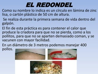 EL REDONDEL 
Como su nombre lo indica es un círculo en lámina de zinc 
lisa, o cartón plástico de 50 cm de altura. 
Se realiza durante la primera semana de vida dentro del 
galpón. 
El fin de esta práctica es para contener el calor que 
produce la criadora para que no se pierda, como a los 
pollitos, para que no se aparten demasiado coman, y se 
vacunen con mayor facilidad. 
En un diámetro de 3 metros podemos manejar 400 
pollos. 
 
