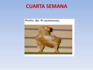 CUARTA SEMANA 
 