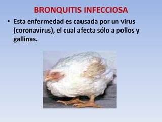 BRONQUITIS INFECCIOSA 
• Esta enfermedad es causada por un virus 
(coronavirus), el cual afecta sólo a pollos y 
gallinas. 
 