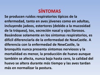 SÍNTOMAS 
Se producen ruidos respiratorios típicos de la 
enfermedad, tanto en aves jóvenes como en adultas, 
incluyendo jadeos, estertores (debido a la mucosidad 
de la tráquea), tos, secreción nasal y ojos llorosos. 
Basándose solamente en los síntomas respiratorios, es 
difícil diferenciarla de la enfermedad de NewCastle. A 
diferencia con la enfermedad de NewCastle, la 
bronquitis nunca presenta síntomas nerviosos y la 
mortalidad es menor, la producción de huevo aunque 
también se afecta, nunca baja hasta cero, la calidad del 
huevo se altera durante más tiempo y las aves tardan 
más en normalizar la postura. 
 