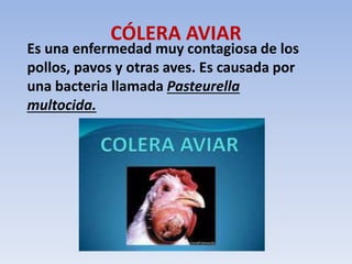CÓLERA AVIAR 
Es una enfermedad muy contagiosa de los 
pollos, pavos y otras aves. Es causada por 
una bacteria llamada Pasteurella 
multocida. 
 