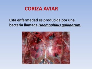 CORIZA AVIAR 
Esta enfermedad es producida por una 
bacteria llamada Haemophilus gallinarum. 
 