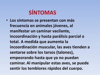 SÍNTOMAS 
• Los síntomas se presentan con más 
frecuencia en animales jóvenes, al 
manifestar un caminar vacilante, 
incoordinación y hasta parálisis parcial o 
total. A medida que aumenta la 
incoordinación muscular, las aves tienden a 
sentarse sobre los tarsos (talones), 
empeorando hasta que ya no puedan 
caminar. Al manipular estas aves, se puede 
sentir los temblores rápidos del cuerpo. 
 