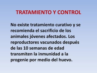 TRATAMIENTO Y CONTROL 
No existe tratamiento curativo y se 
recomienda el sacrificio de los 
animales jóvenes afectados. Los 
reproductores vacunados después 
de las 10 semanas de edad 
transmiten la inmunidad a la 
progenie por medio del huevo. 
 
