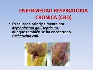 ENFERMEDAD RESPIRATORIA 
CRÓNICA (CRD) 
• Es causada principalmente por 
Mycoplasma gallisepticum, 
aunque también se ha encontrado 
Escherichia coli. 
 