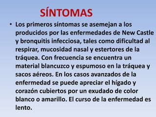 SÍNTOMAS 
• Los primeros síntomas se asemejan a los 
producidos por las enfermedades de New Castle 
y bronquitis infecciosa, tales como dificultad al 
respirar, mucosidad nasal y estertores de la 
tráquea. Con frecuencia se encuentra un 
material blancuzco y espumoso en la tráquea y 
sacos aéreos. En los casos avanzados de la 
enfermedad se puede apreciar el hígado y 
corazón cubiertos por un exudado de color 
blanco o amarillo. El curso de la enfermedad es 
lento. 
 