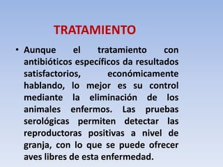 TRATAMIENTO 
• Aunque el tratamiento con 
antibióticos específicos da resultados 
satisfactorios, económicamente 
hablando, lo mejor es su control 
mediante la eliminación de los 
animales enfermos. Las pruebas 
serológicas permiten detectar las 
reproductoras positivas a nivel de 
granja, con lo que se puede ofrecer 
aves libres de esta enfermedad. 
 