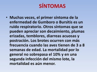 SÍNTOMAS 
• Muchas veces, el primer síntoma de la 
enfermedad de Gumboro o Bursitis es un 
ruido respiratorio. Otros síntomas que se 
pueden apreciar son decaimiento, plumas 
erizadas, temblores, diarreas acuosas y 
postración. Los brotes ocurren con más 
frecuencia cuando las aves tienen de 3 a 8 
semanas de edad. La mortalidad por lo 
general no sobrepasa el 10% y en una 
segunda infección del mismo lote, la 
mortalidad es aún menor. 
 