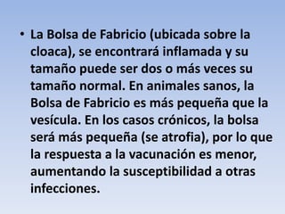 • La Bolsa de Fabricio (ubicada sobre la 
cloaca), se encontrará inflamada y su 
tamaño puede ser dos o más veces su 
tamaño normal. En animales sanos, la 
Bolsa de Fabricio es más pequeña que la 
vesícula. En los casos crónicos, la bolsa 
será más pequeña (se atrofia), por lo que 
la respuesta a la vacunación es menor, 
aumentando la susceptibilidad a otras 
infecciones. 
 